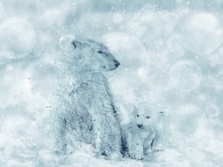 Fototapeta Polarność i Spokój w Śniegu