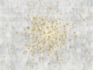 Fototapeta Dmuchawiec na jasnym tle