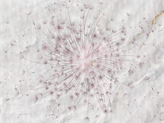 Fototapeta Dmuchawiec na tle marmuru