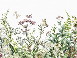 Fototapeta Kwiaty polne na białym tle