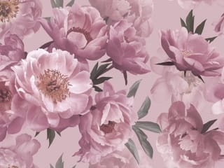 Fototapeta Różowe Piwonie na Delikatnym Tle