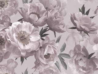 Fototapeta Piwonie na jasnym tle