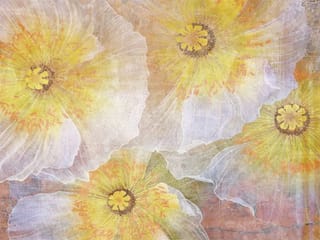 Fototapeta Maki z przezroczystymi płatkami