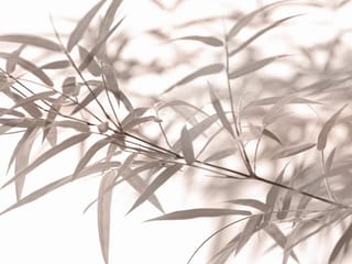 Fototapeta Gałązki bambusa z liśćmi