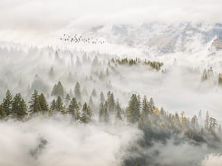 Fototapeta Leśny krajobraz w gęstej mgle