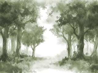 Fototapeta Gęsty las z wysokimi drzewami ( kod: 27124 ) Fototapeta Gęsty las z wysokimi drzewami