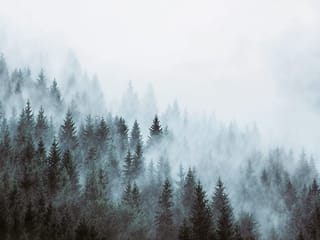 Fototapeta Las mglisty w tajemniczej scenerii