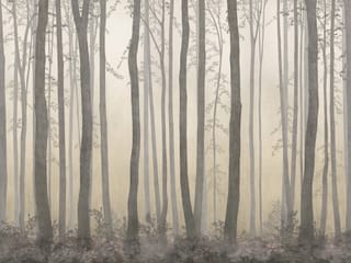 Fototapeta Leśne drzewa i mglisty horyzont