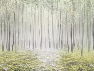 Fototapeta Leśna mgła i wysokie drzewa