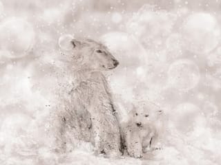 Fototapeta Niedźwiedzie polarne na śniegu ( mpn: 5670 ) Fototapeta Niedźwiedzie polarne na śniegu