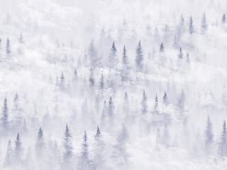 Fototapeta Las iglasty w gęstej mgle