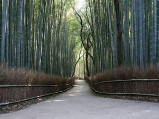 Fototapeta Ścieżka w lesie bambusowym