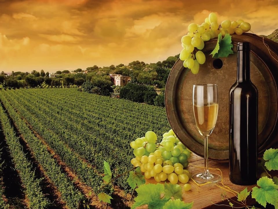 Fototapeta Wino i kieliszki w winnicy na wymiar