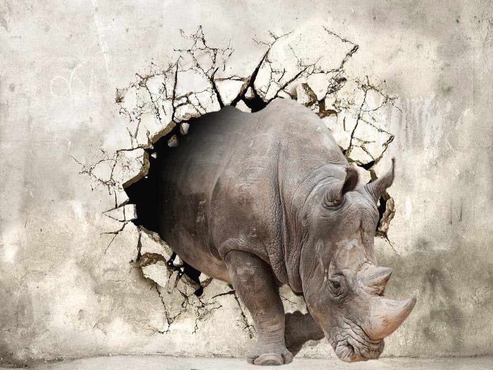 Fototapeta Nosorożec w akcji na ścianie