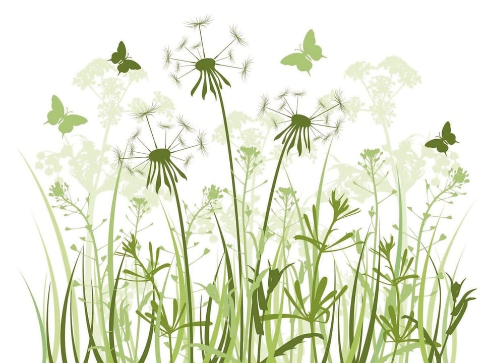 Fototapeta Dmuchawce na łące