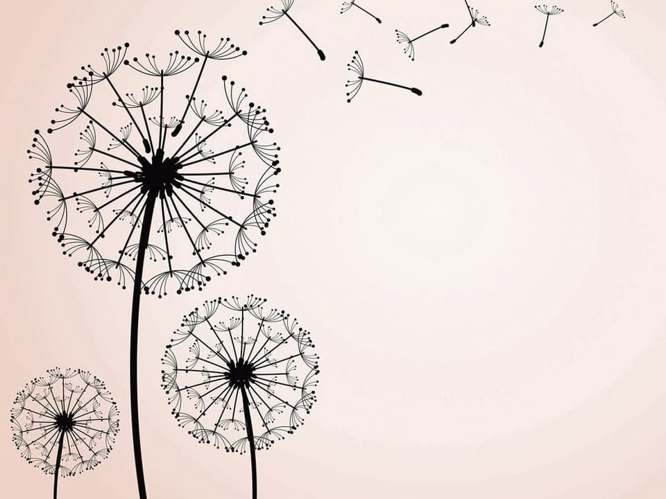 Fototapeta Dmuchawce na wietrze