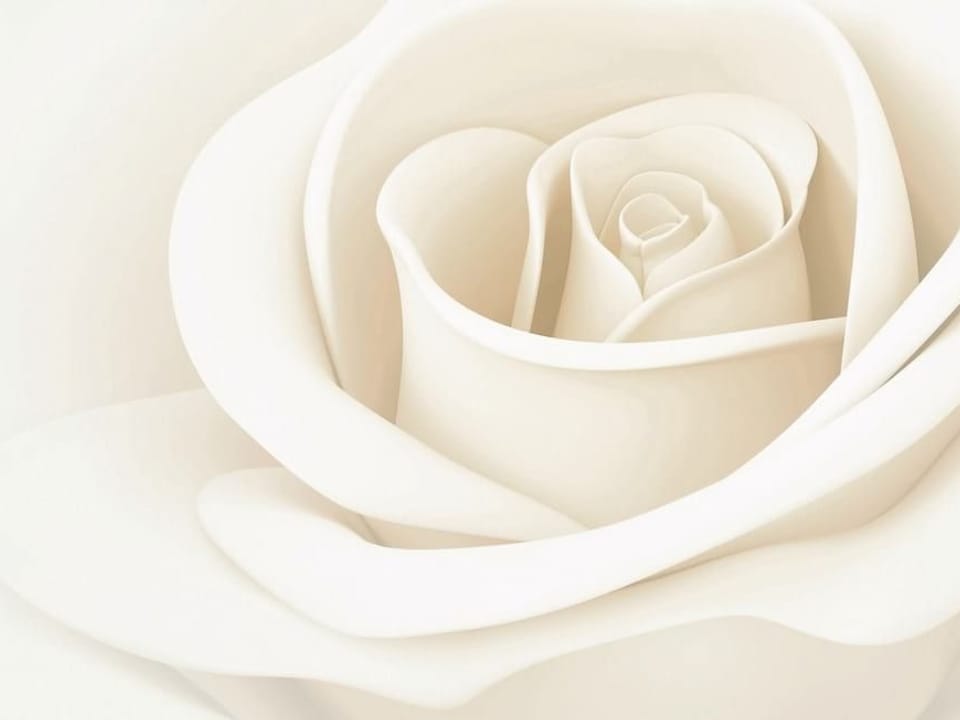 Fototapeta Elegancka biała róża z detalami