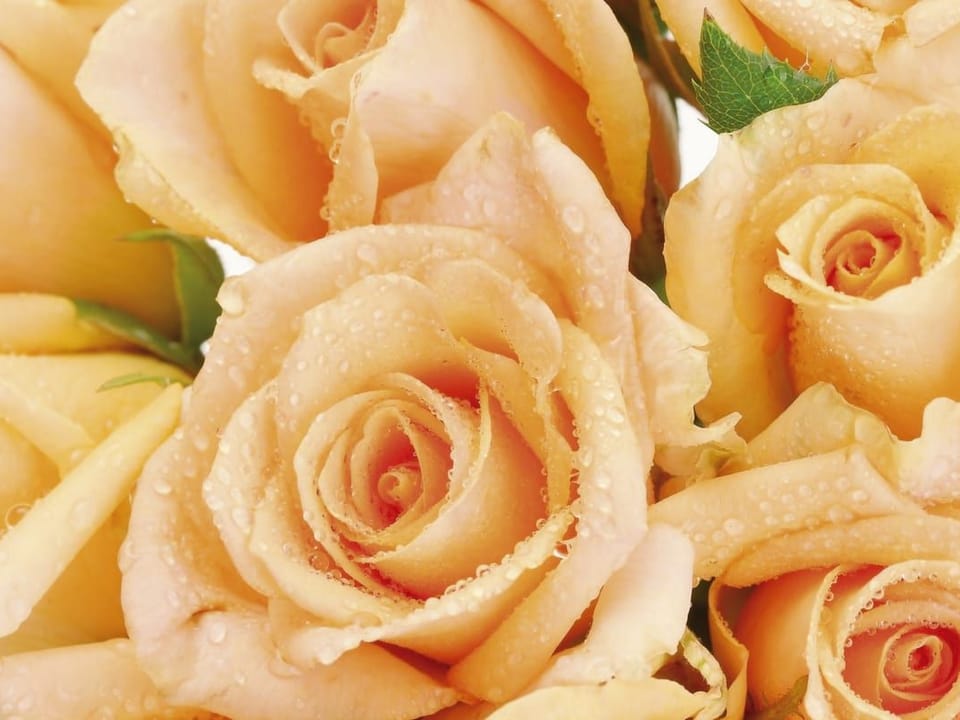 Fototapeta Bukiet róż w brzoskwiniowych odcieniach