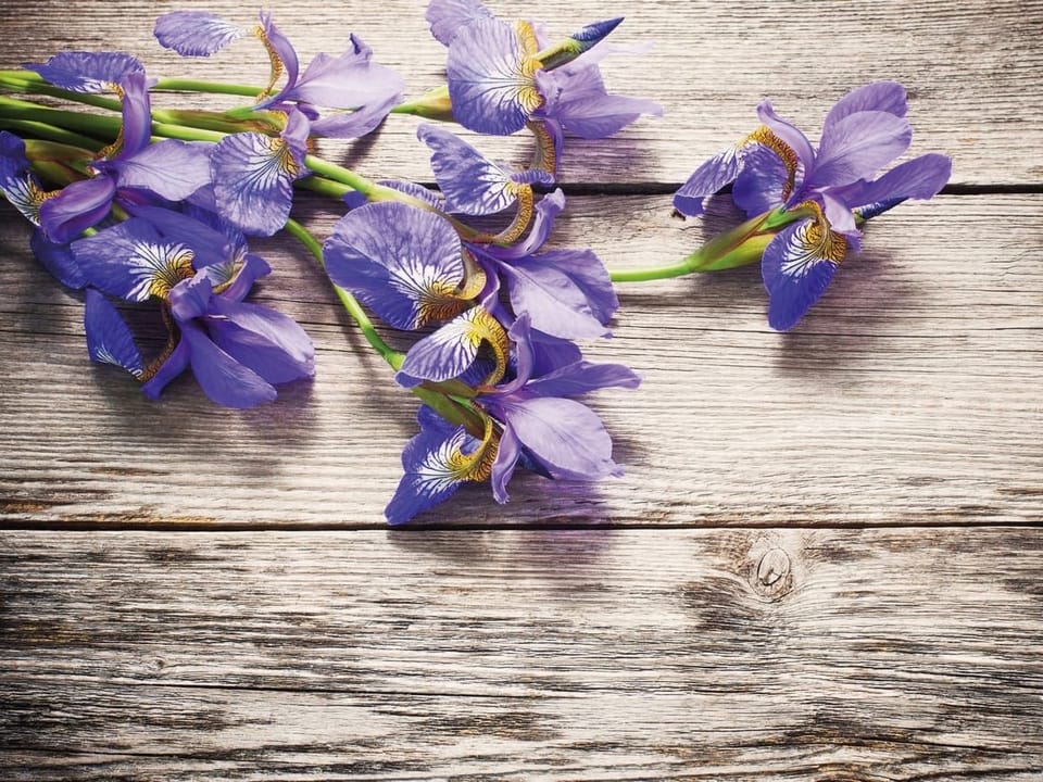 Fototapeta Fioletowe irysy na drewnie