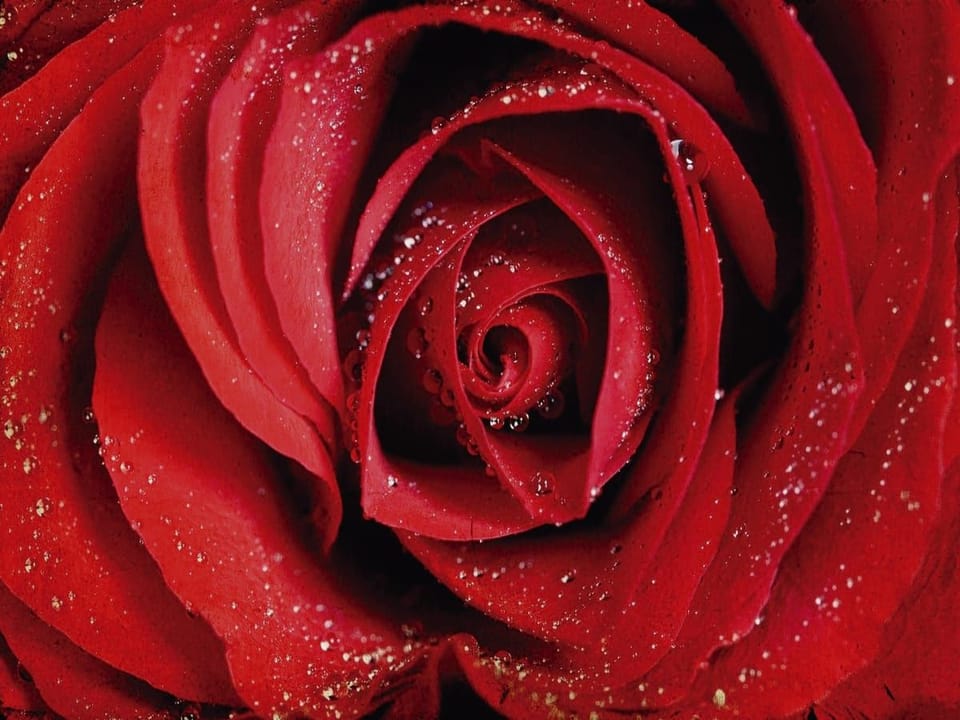 Fototapeta Czerwona róża z kroplami wody