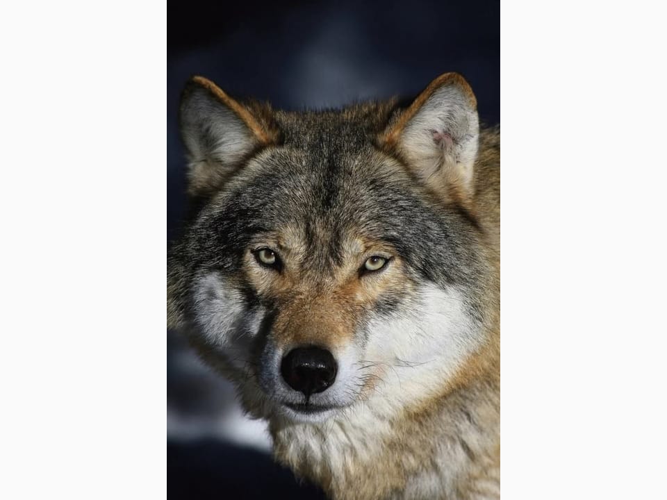 Fototapeta Zbliżenie wilka na ciemnym tle na wymiar
