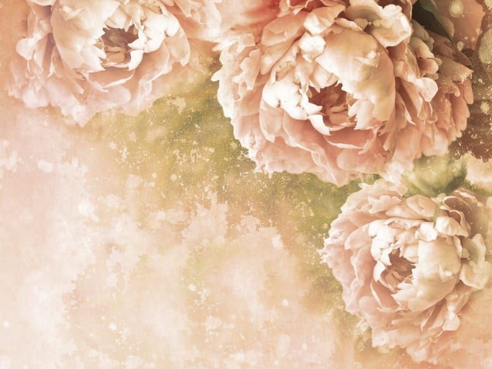 Fototapeta Delikatne piwonie w pastelach