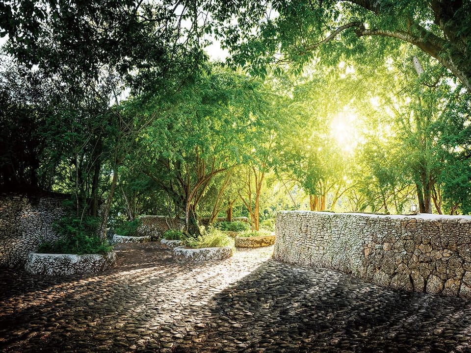 Fototapeta Poranny las z kamiennymi murami