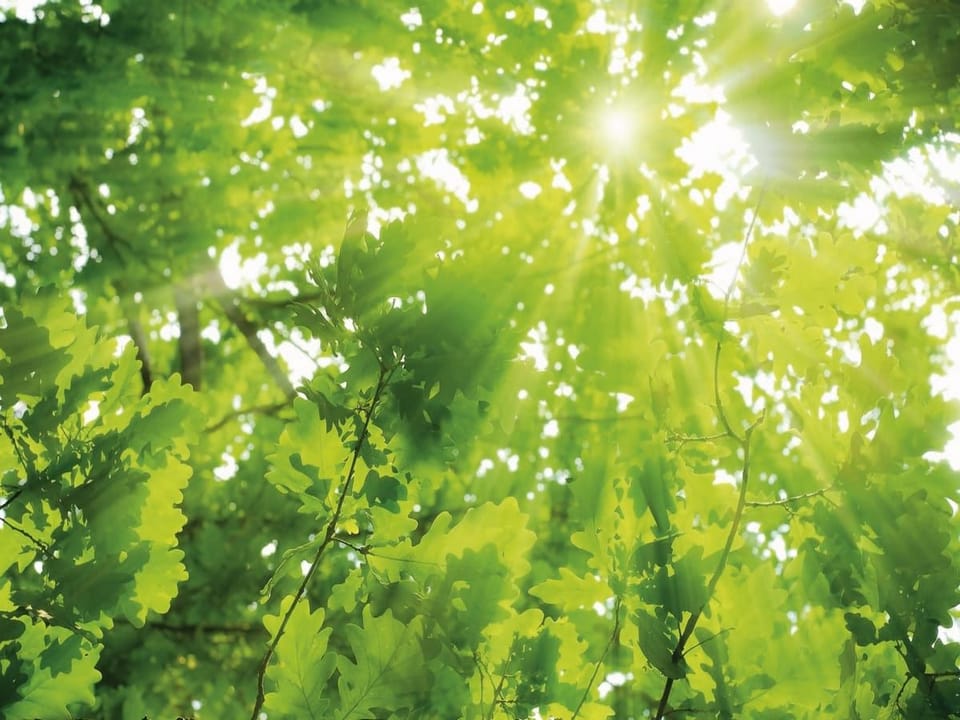 Fototapeta Las o świcie z promieniami słońca