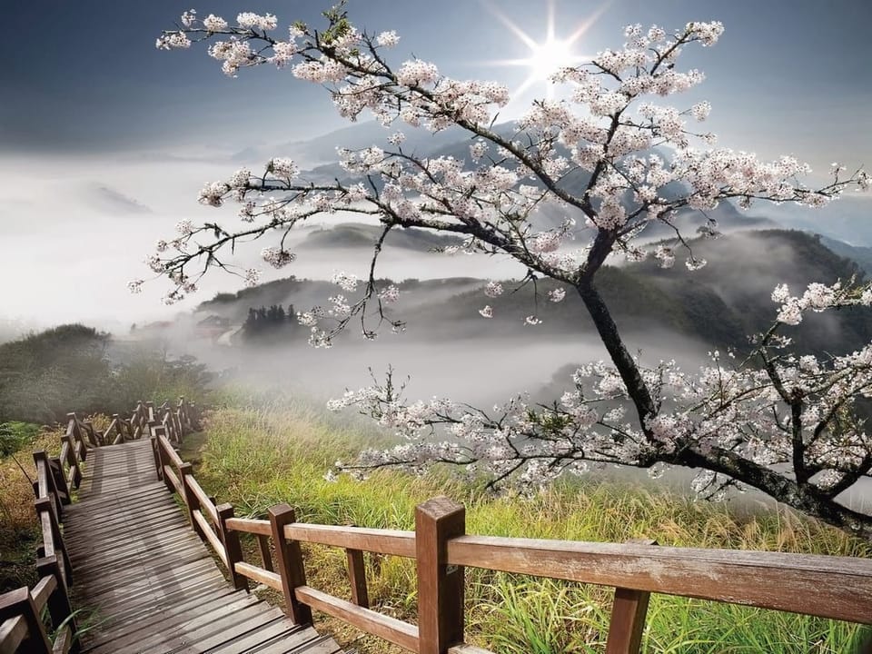 Fototapeta Kwitnąca gałąź na tle gór