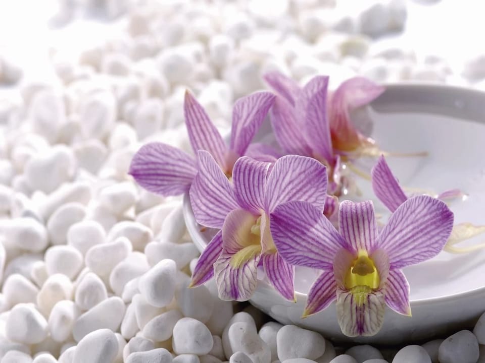 Fototapeta Fioletowe orchidee na kamieniach na wymiar