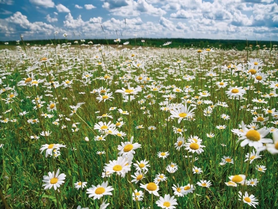 Fototapeta Stokrotki na tle zielonej łąki