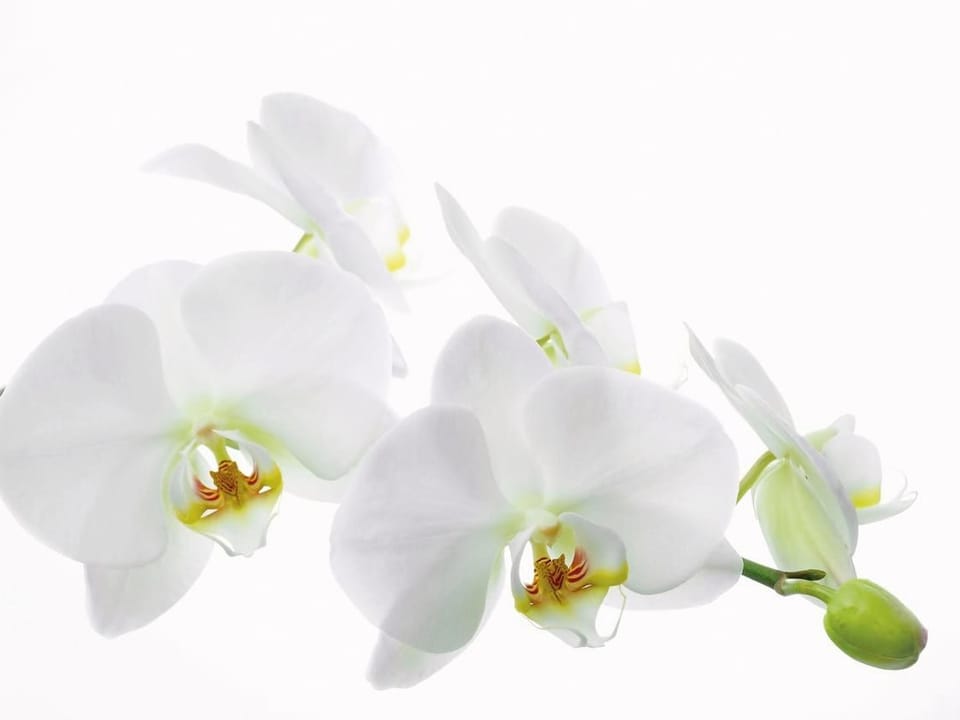 Fototapeta Białe orchidee na gałązce na wymiar