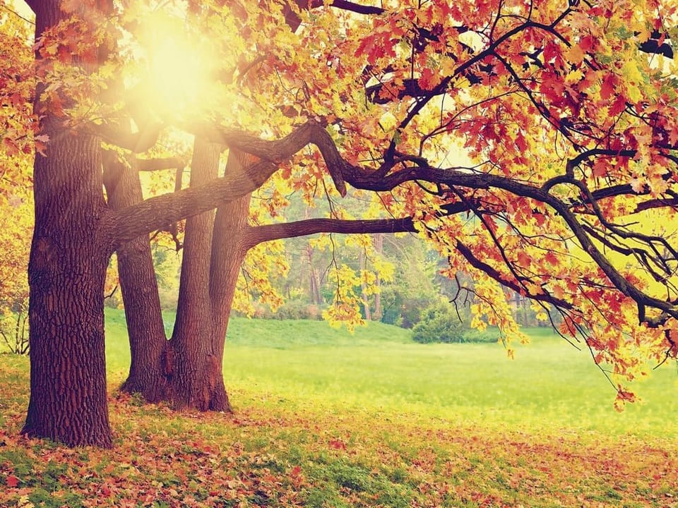 Fototapeta Las o świcie z jesiennymi liśćmi