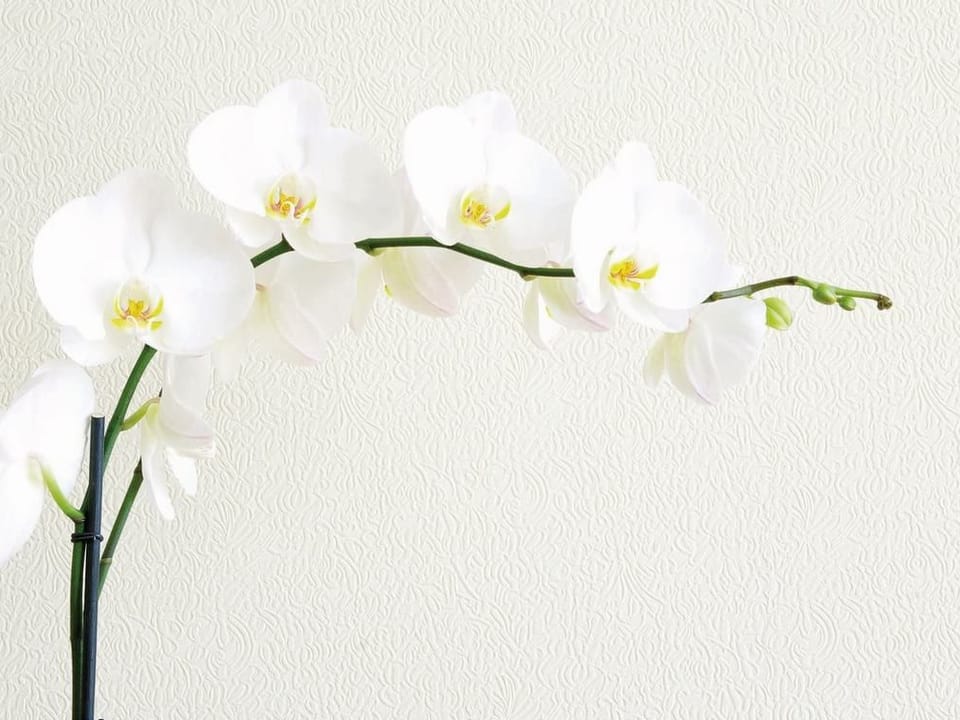 Fototapeta Białe Orchidee na Łodydze na wymiar