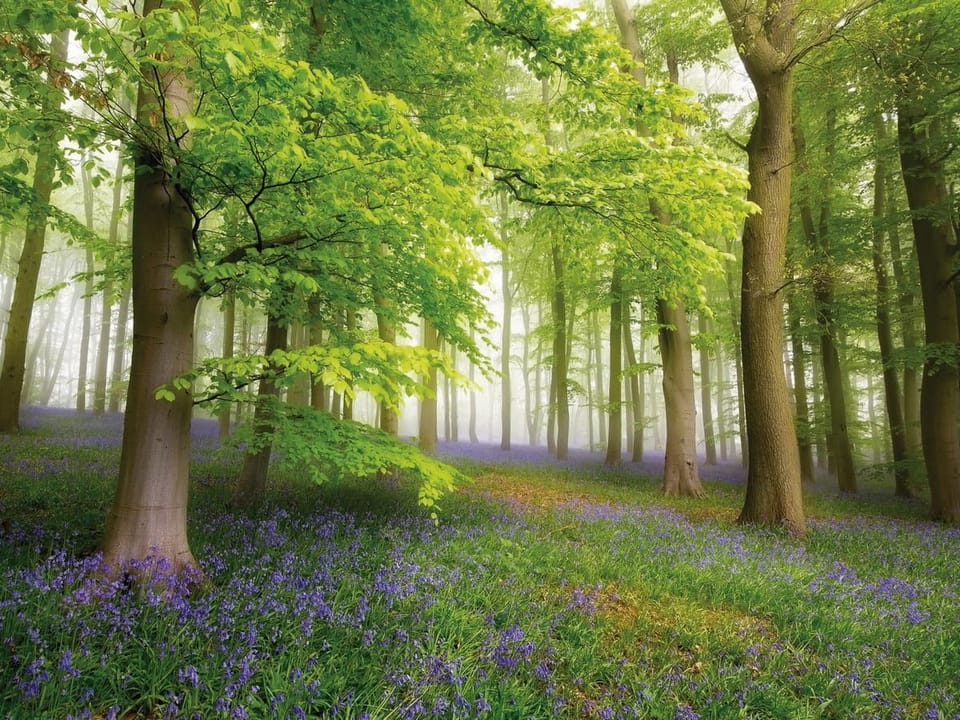 Fototapeta Las z drzewami i fioletowymi kwiatami