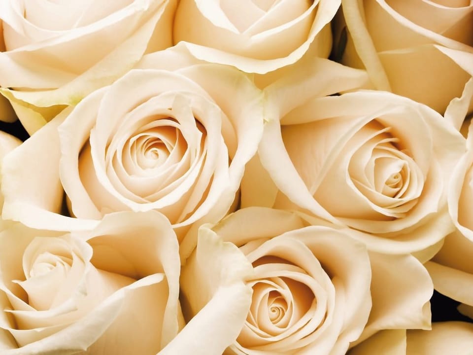 Fototapeta Kremowe róże w pełnym rozkwicie