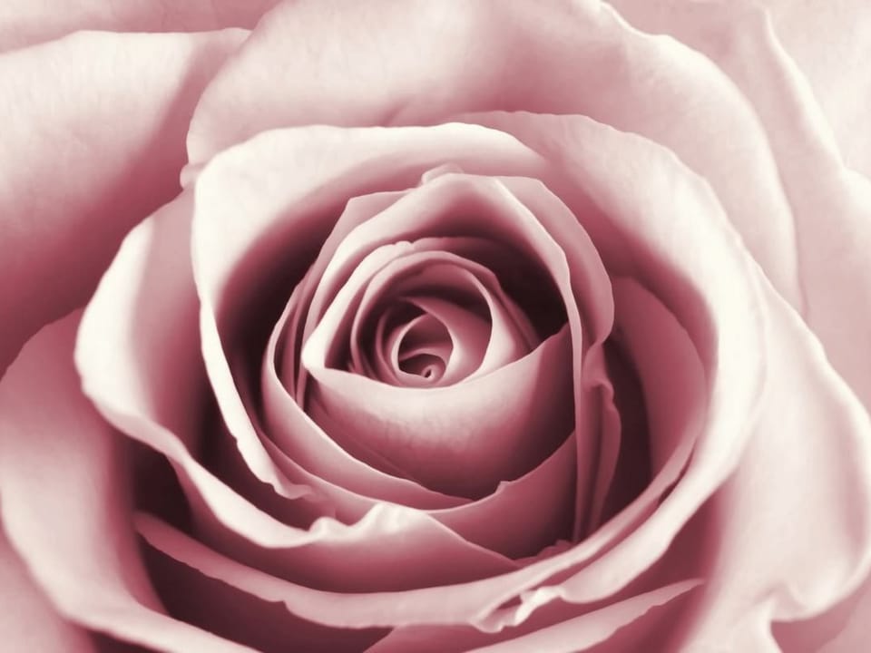 Fototapeta Delikatne płatki róży w zbliżeniu