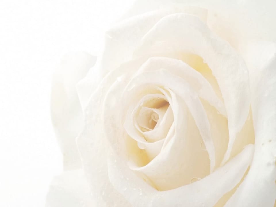 Fototapeta Biała róża z kroplami wody