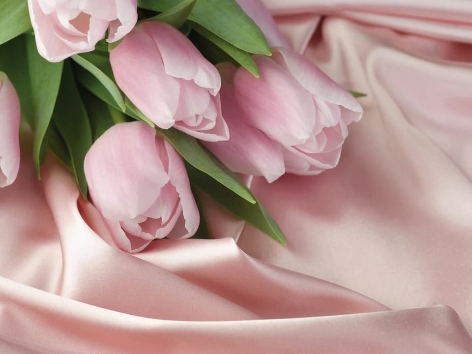 Fototapeta Bukiet różowych tulipanów na tkaninie