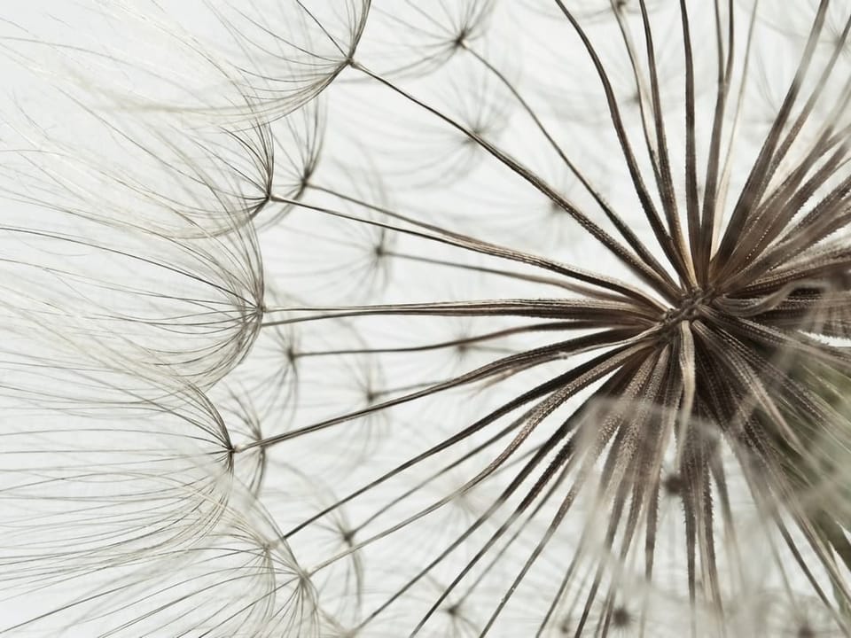 Fototapeta Zbliżenie na delikatne dmuchawce