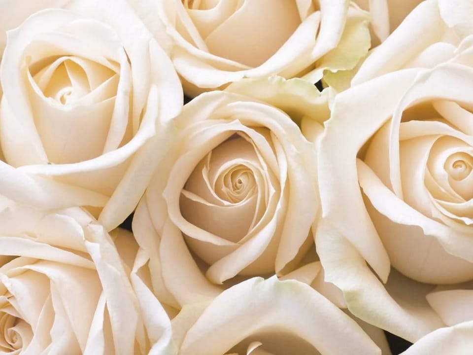 Fototapeta Bukiet Białych Róż w Zbliżeniu