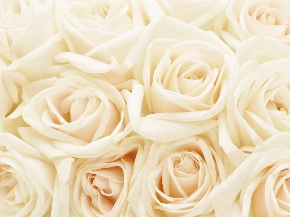 Fototapeta Bukiet białych róż w zbliżeniu