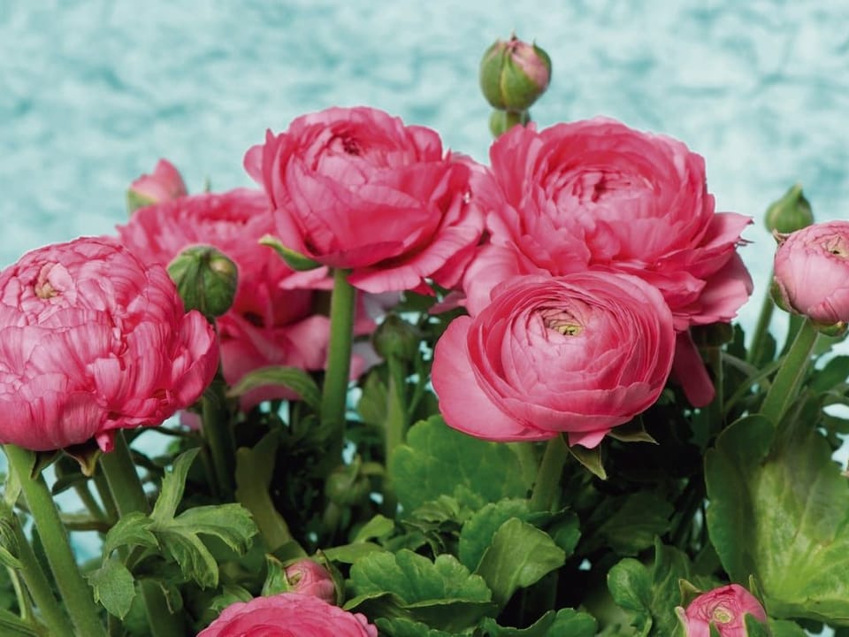 Fototapeta Bukiet Różowych Piwonii