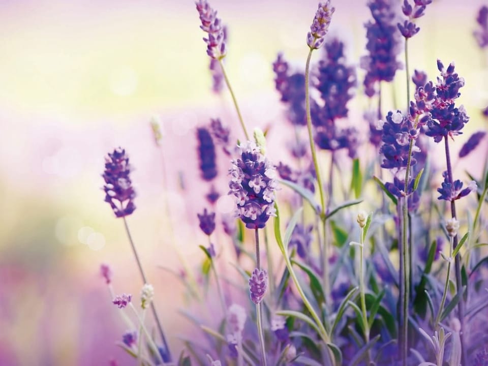 Fototapeta Lawenda w pełnym rozkwicie