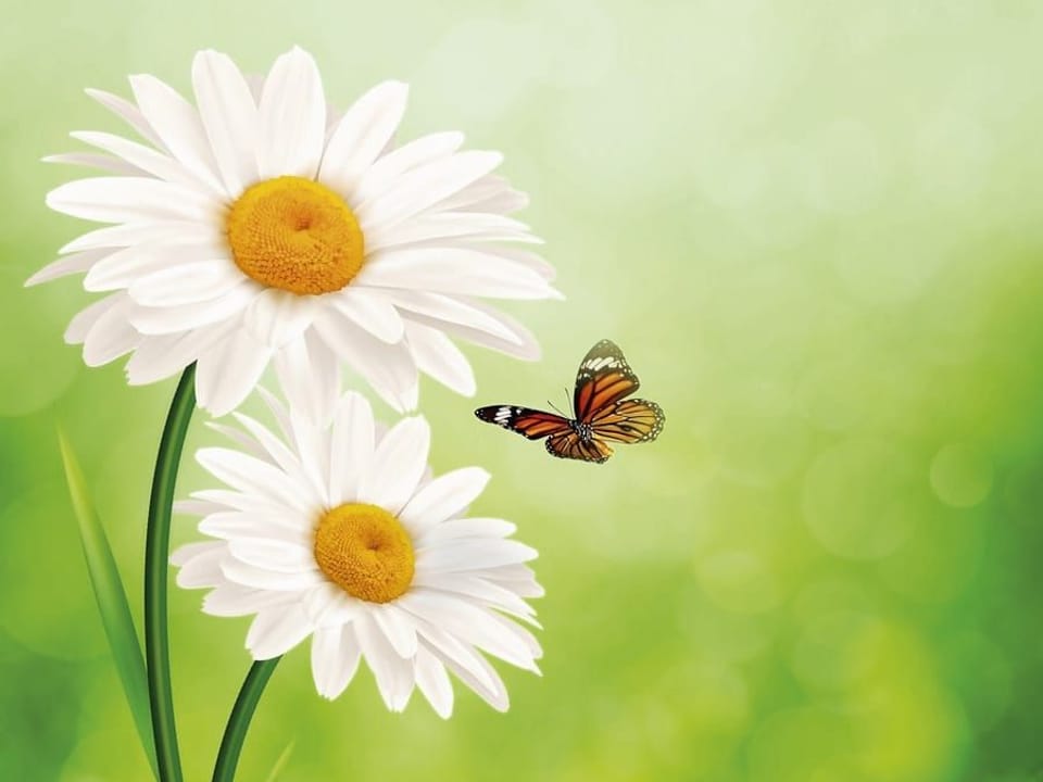 Fototapeta Stokrotki w zielonym ogrodzie