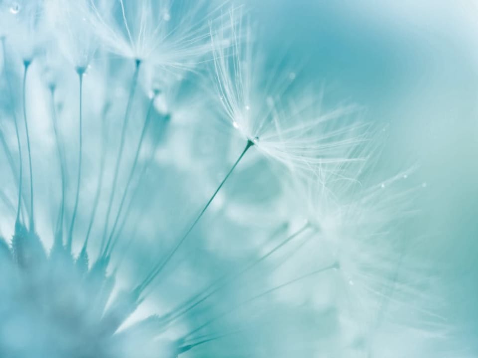 Fototapeta Dmuchawce na wietrze