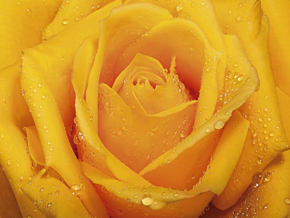 Fototapeta Żółta róża z kroplami wody