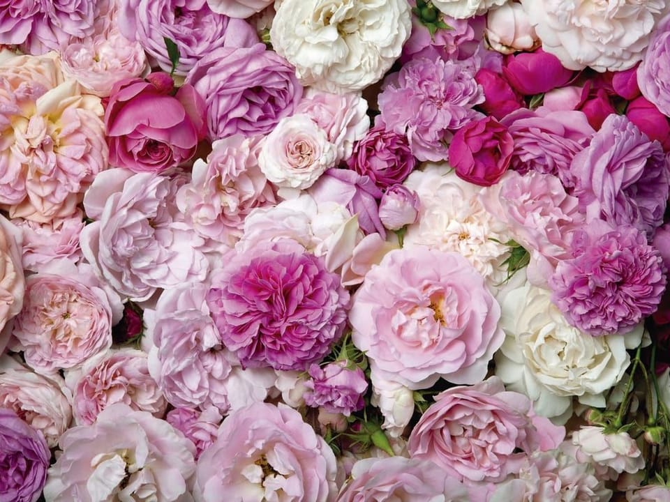 Fototapeta Kwiaty róży w odcieniach różu i bieli