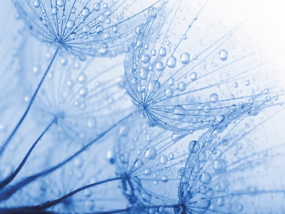 Fototapeta Dmuchawce z kroplami wody