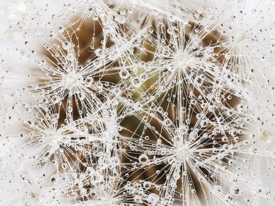 Fototapeta Makro zbliżenie dmuchawca z kroplami